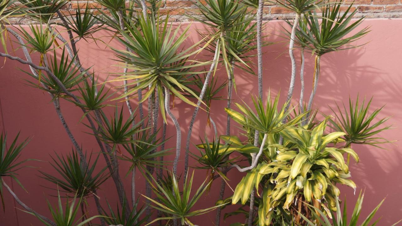 Departamentos Enteros En Palermo Hollywood Lejlighed Buenos Aires Eksteriør billede